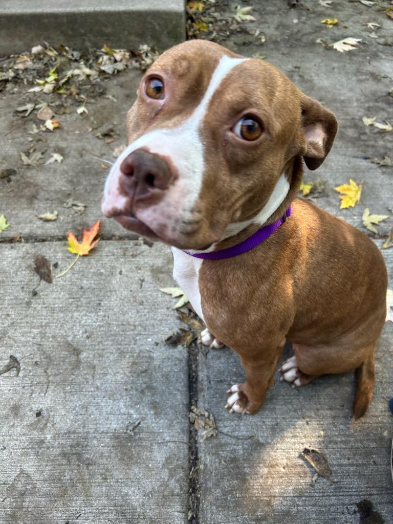 Enlarge Ethel, a Adoptable Pit Bull Terrier in Tinley Park, IL image 3/3