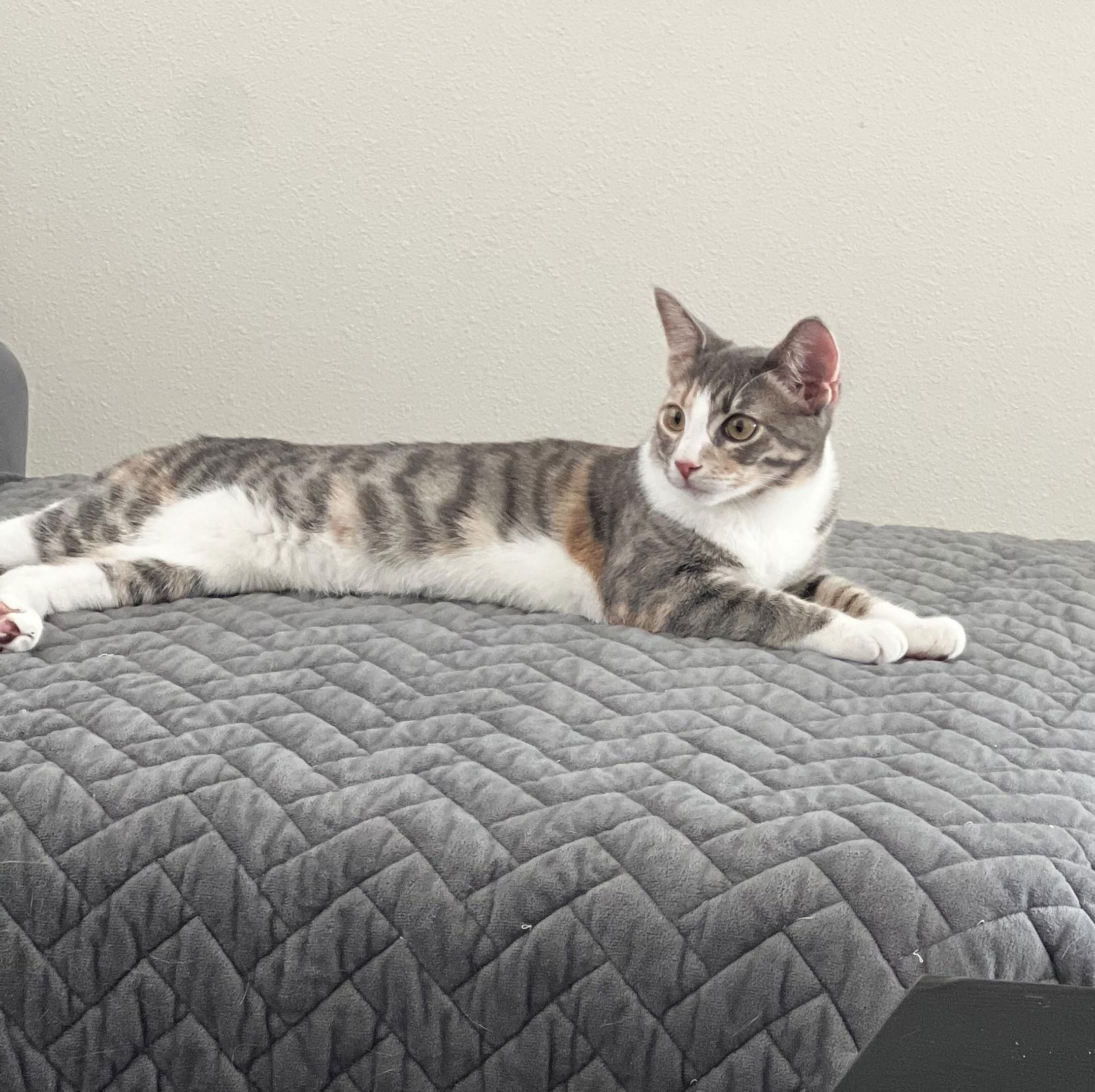 Enlarge Volt, a Adoptable Domestic Short Hair in St. Cloud, FL image 1/3