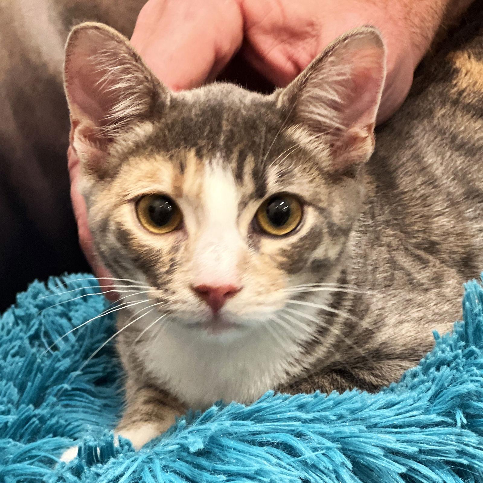 Enlarge Volt, a Adoptable Domestic Short Hair in St. Cloud, FL image 2/3