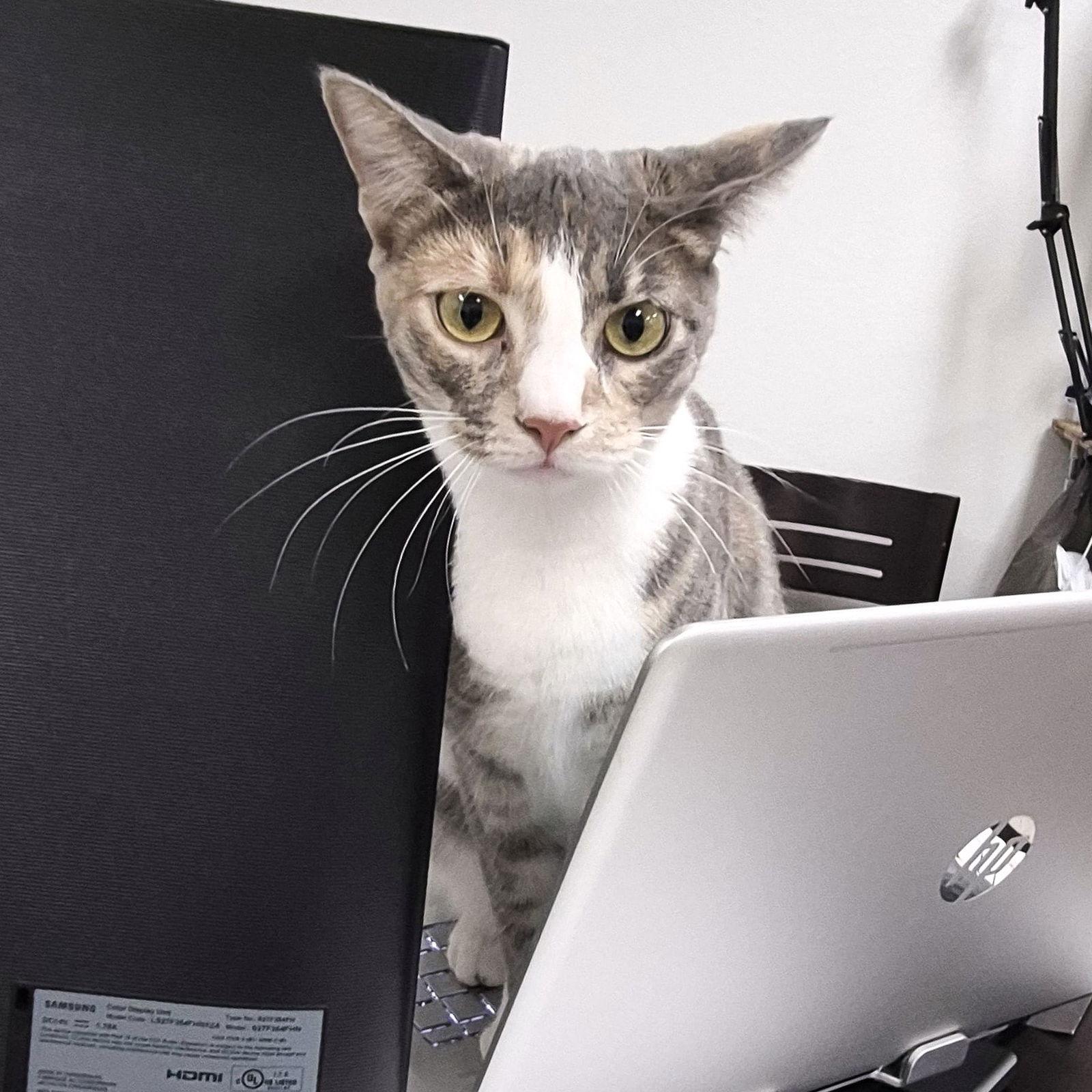 Enlarge Volt, a Adoptable Domestic Short Hair in St. Cloud, FL image 3/3