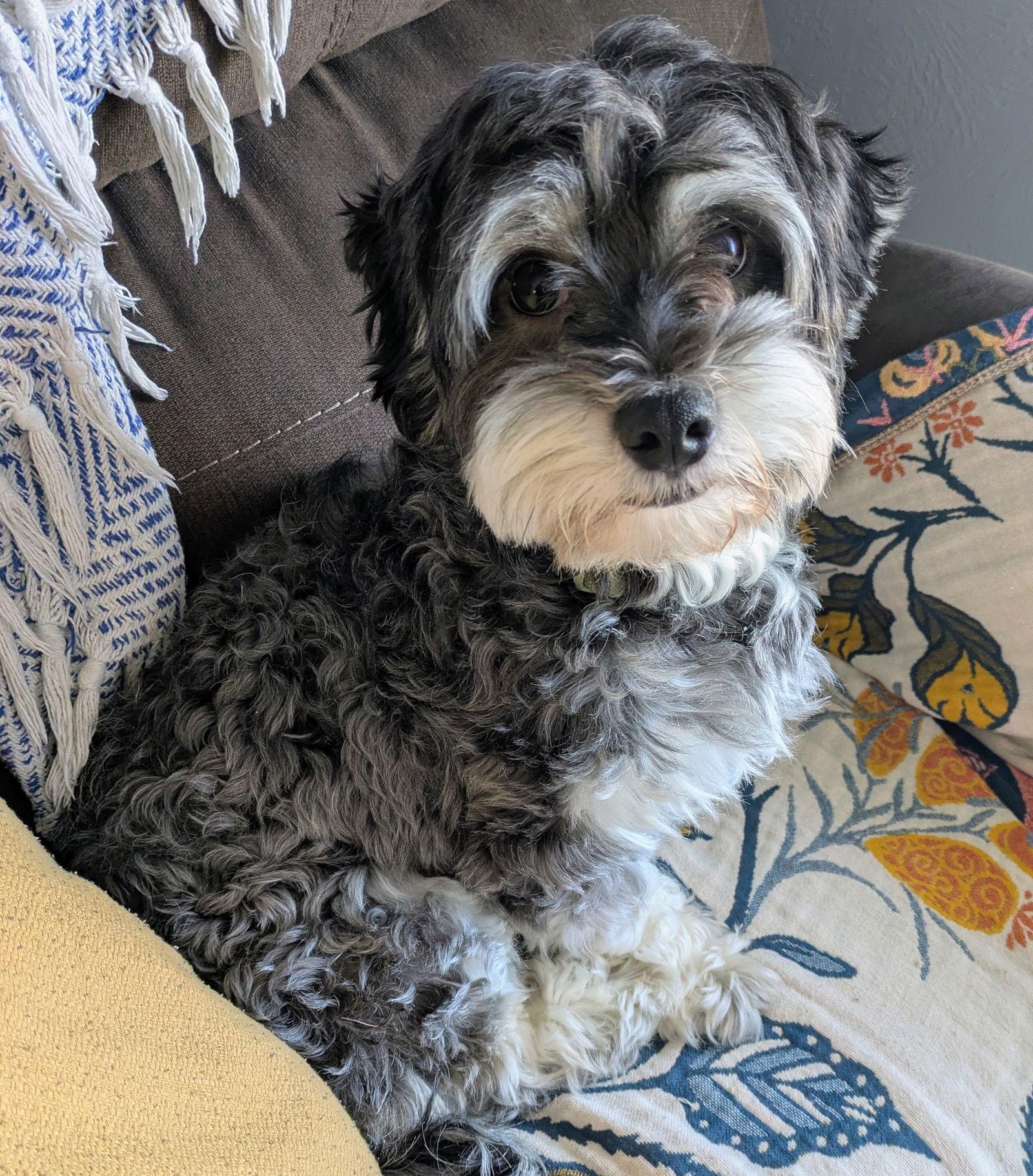 Enlarge Oreo, a Adopted Havanese in Brooklyn Center, MN image 2/3