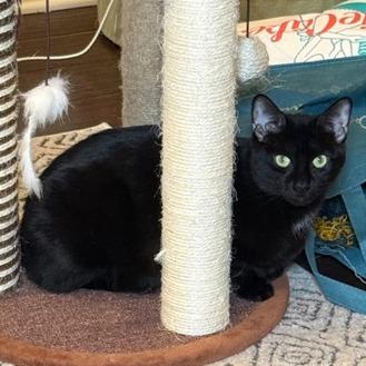 Candy Land — thumbnail 4