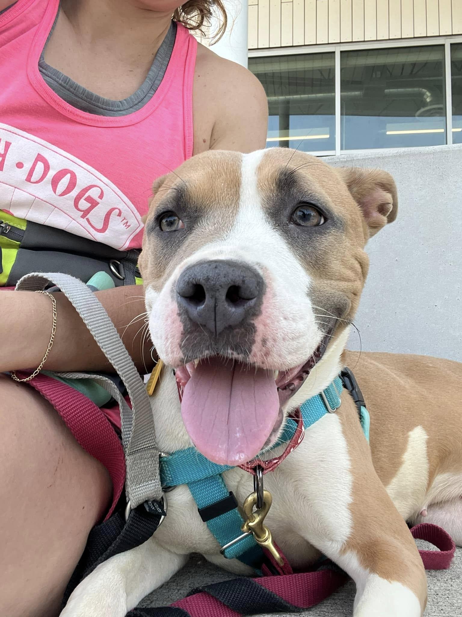 Stella