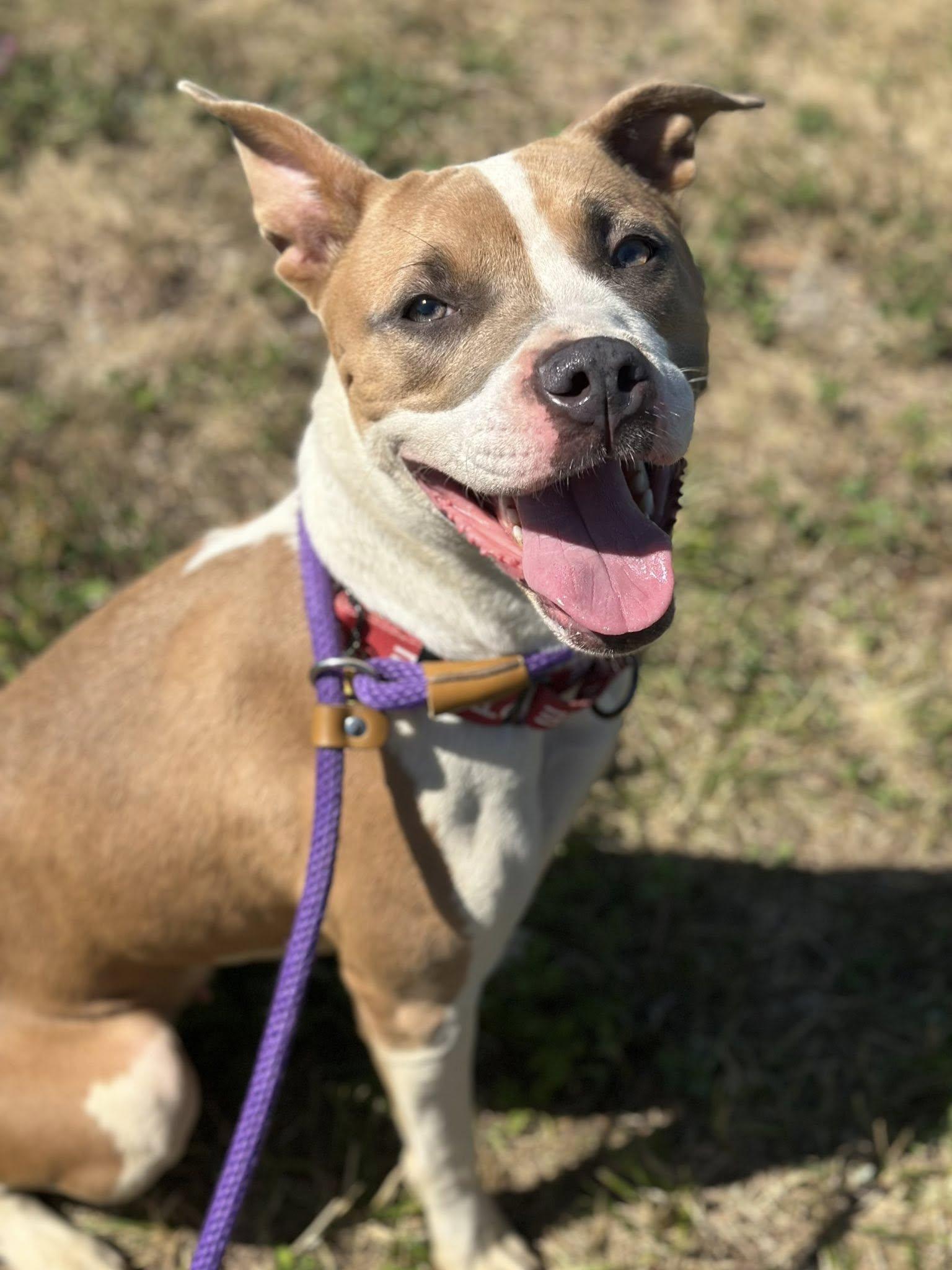 Stella