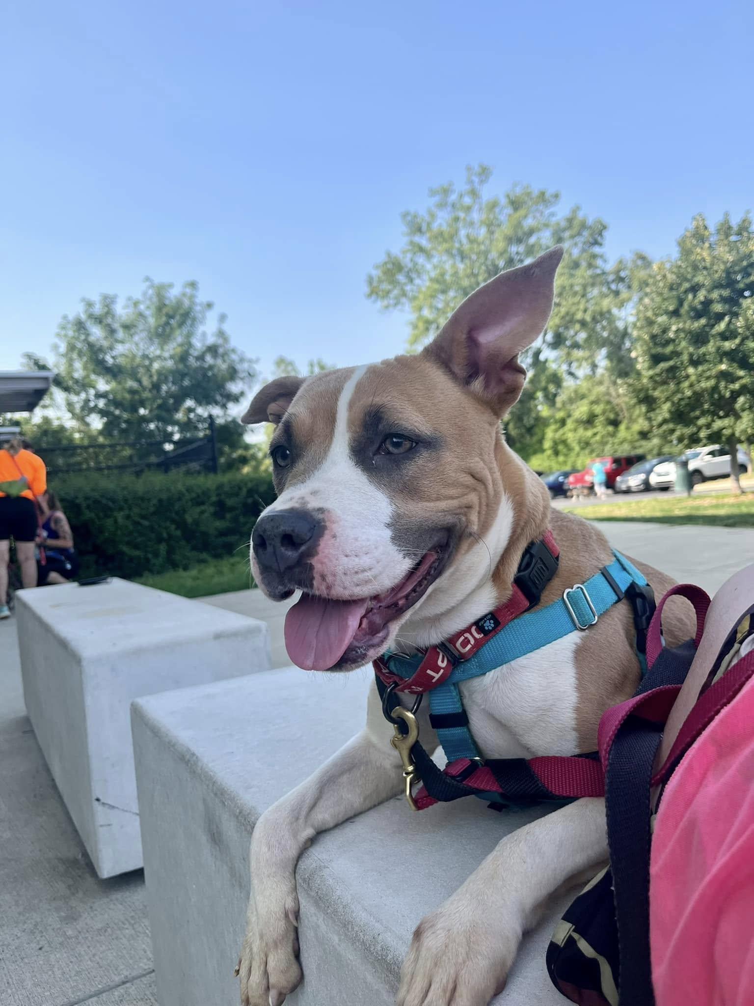 Stella
