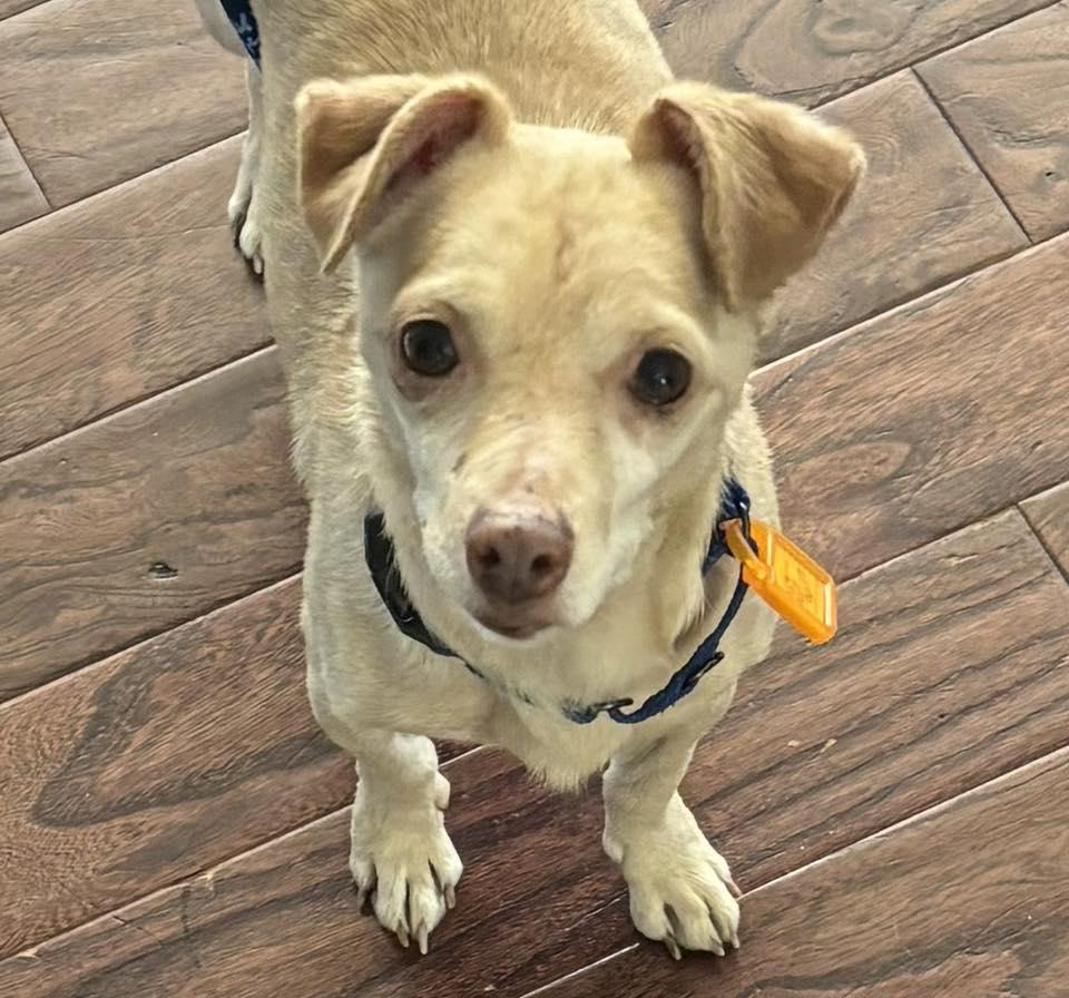 Pocky Paco, Adoptable, Adult Male Chihuahua.
