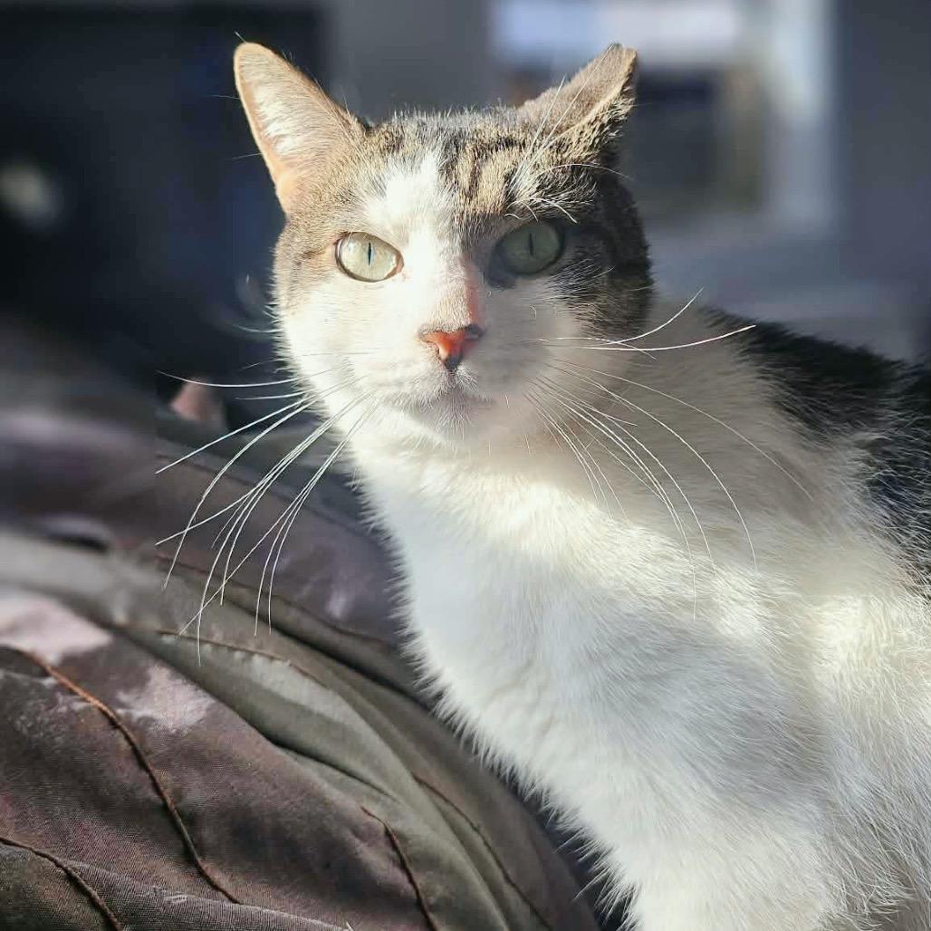 Dusty, Adoptable, Adult Male Domestic Short Hair.