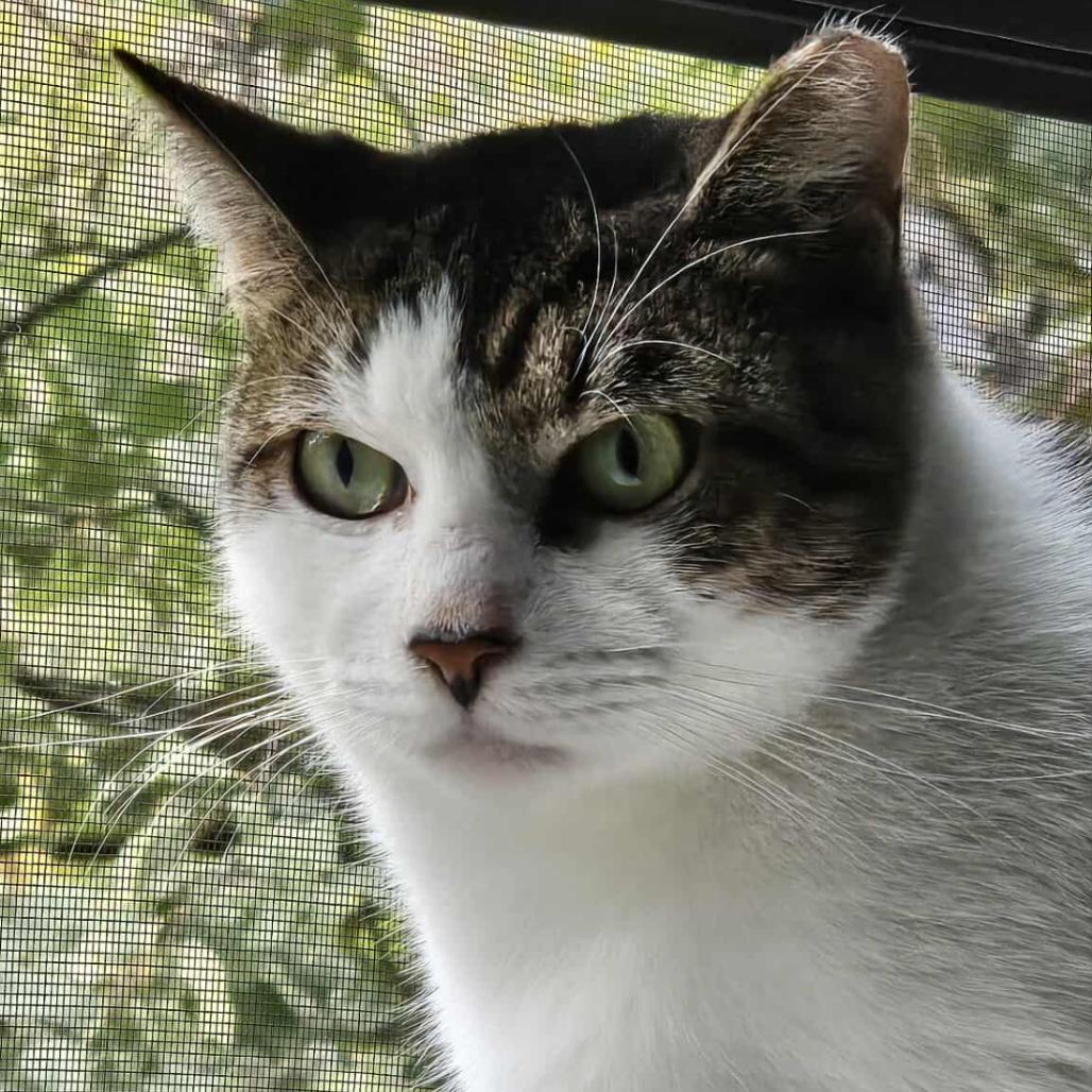 Dusty, a Adoptable Domestic Short Hair in Forest Hills, NY image 2/6