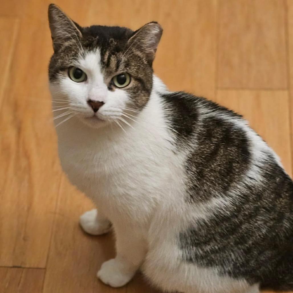 Enlarge Dusty, a Adoptable Domestic Short Hair in Forest Hills, NY image 1/6