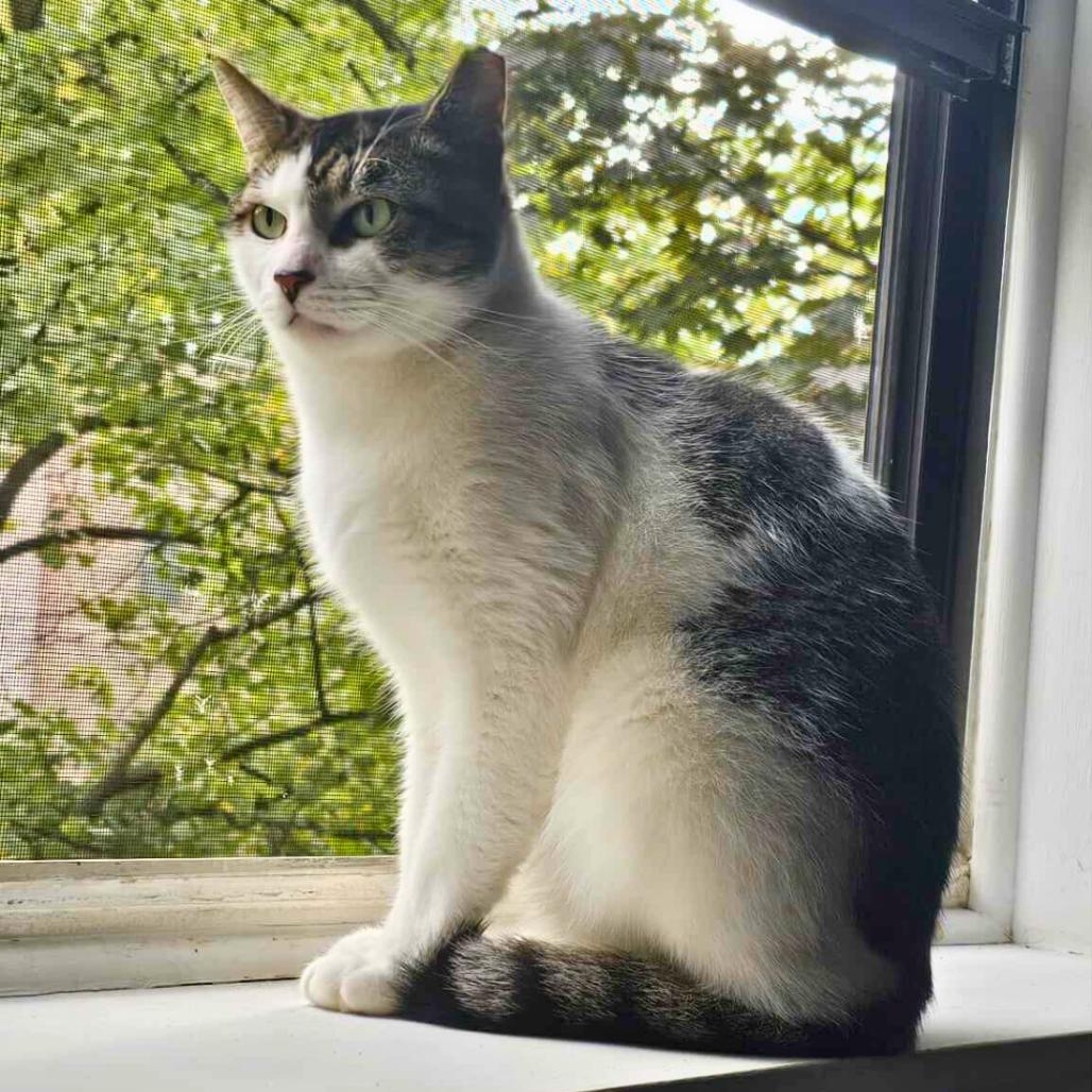 Dusty, a Adoptable Domestic Short Hair in Forest Hills, NY image 4/6