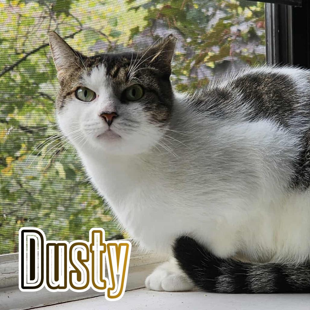 Enlarge Dusty, a Adoptable Domestic Short Hair in Forest Hills, NY image 4/6