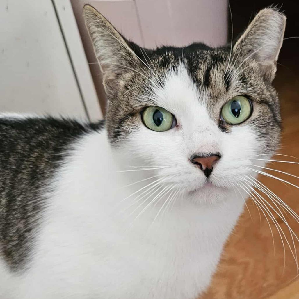 Enlarge Dusty, a Adoptable Domestic Short Hair in Forest Hills, NY image 5/6