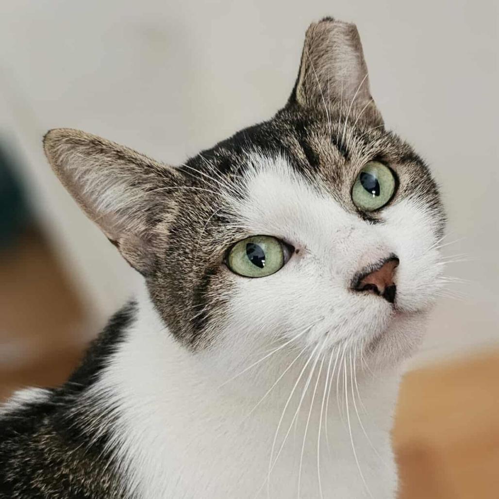 Enlarge Dusty, a Adoptable Domestic Short Hair in Forest Hills, NY image 6/6