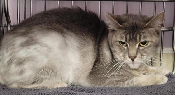 Heidi, Adoptable, Adult Female Domestic Short Hair.