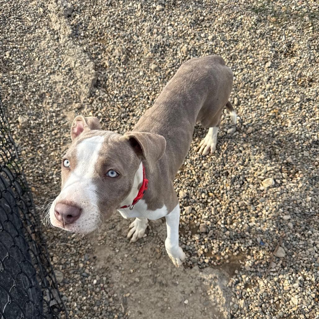 Enlarge Madeline, a Adoptable Mixed Breed in Monticello, IA image 6/6