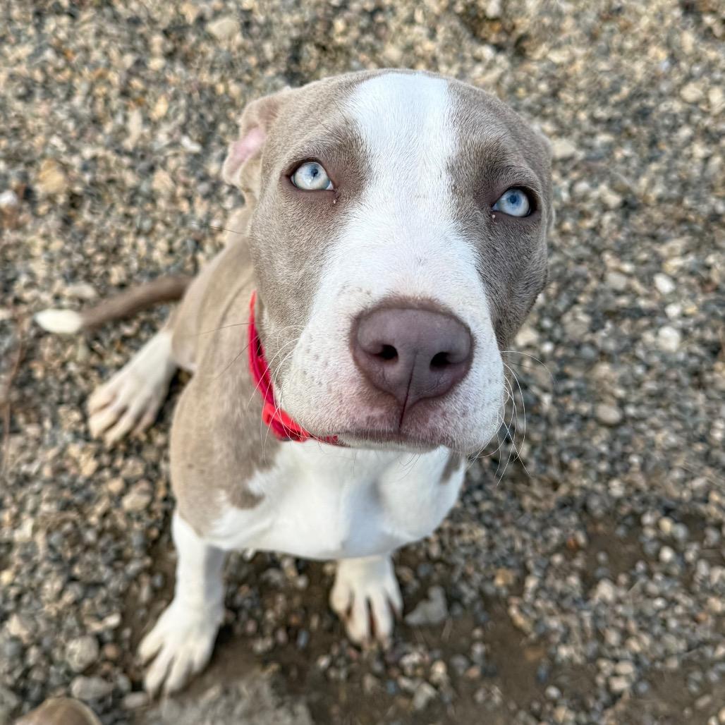 Madeline, Adoptable, Young Female Mixed Breed.