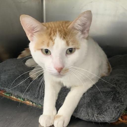 Enlarge Tiger, a Adoptable Domestic Short Hair in Standish, MI image 1/1