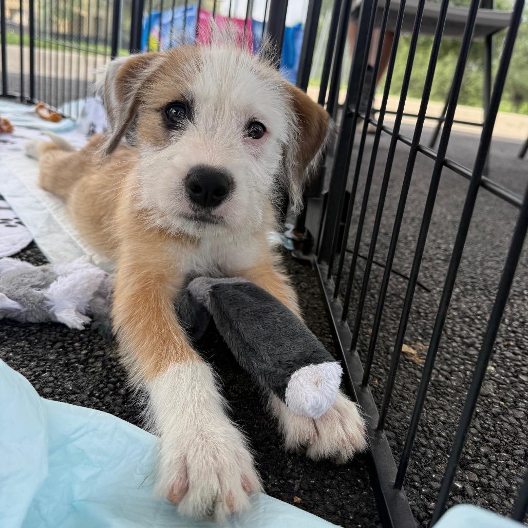 Tucker, an adopted mixed breed in South Bend, IN image 3/6
