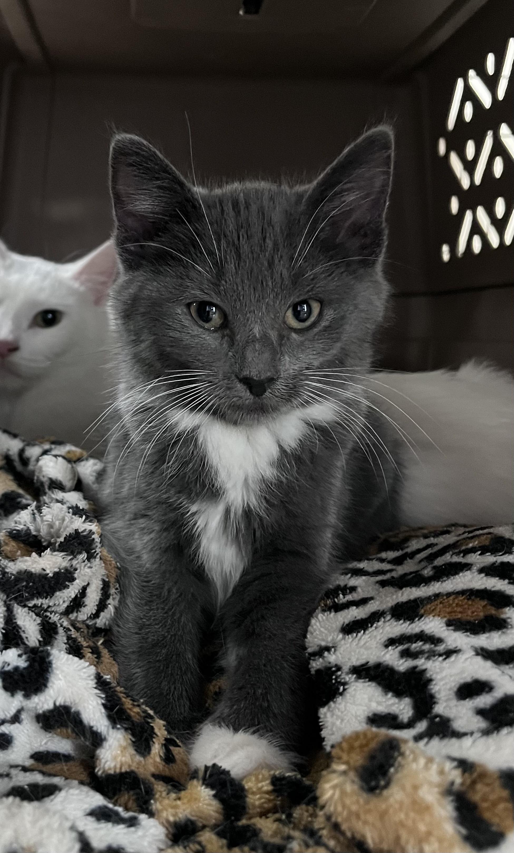 Cinder , adopted, Kitten Female Domestic Short Hair.