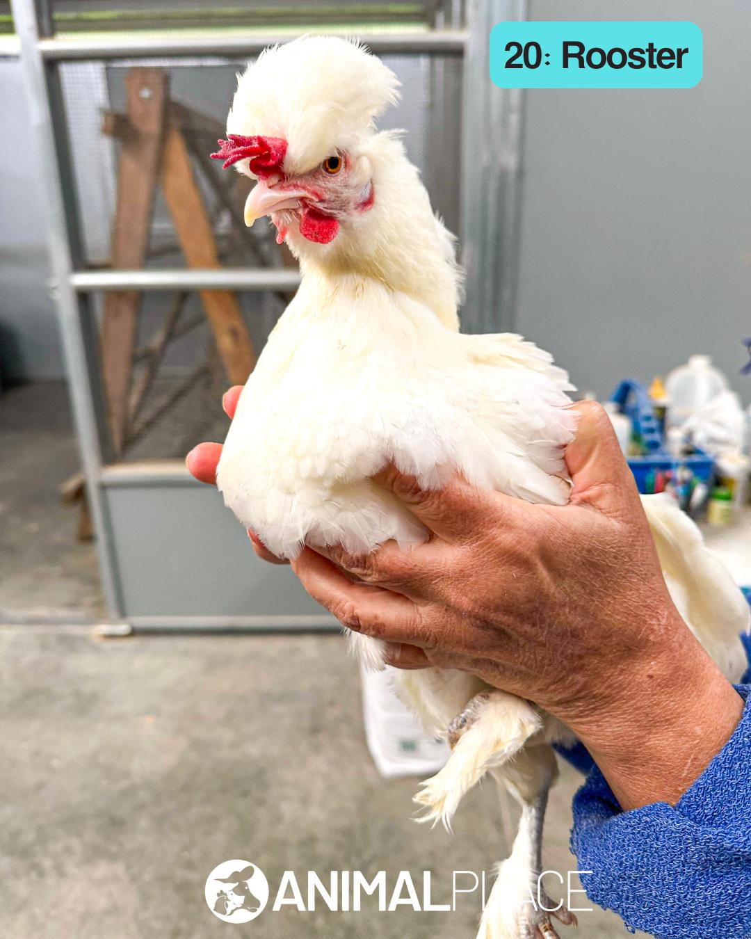 Enlarge Nickers, a Adoptable Chicken in Petaluma, CA image 1/1
