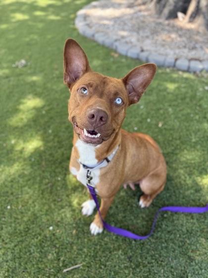 Jo Jo - 2, Adoptable, Adult Female Mixed Breed & Mixed Breed.