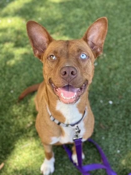 Enlarge Jo Jo - 2, a Adoptable mixed breed in Daytona Beach, FL image 2/3