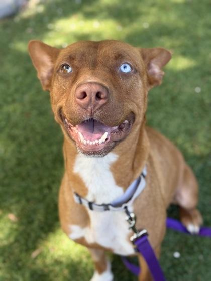 Enlarge Jo Jo - 2, a Adoptable mixed breed in Daytona Beach, FL image 3/3