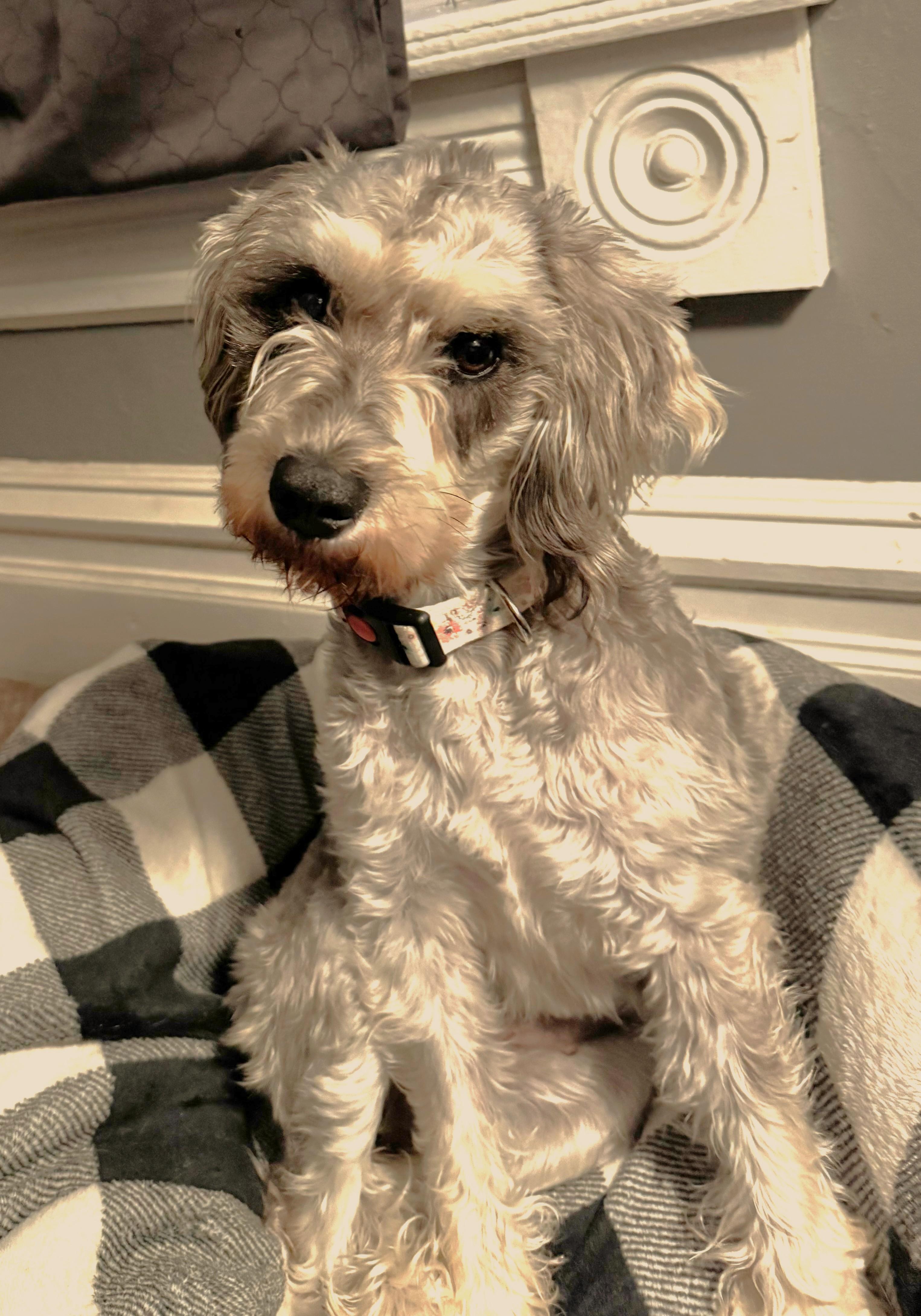 SOPHIE