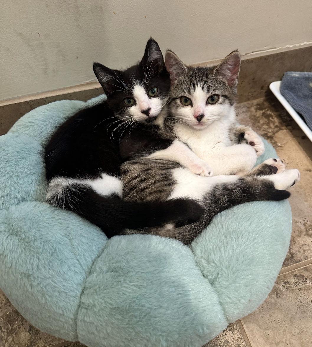 Enlarge Treasure, a Adopted Domestic Short Hair in Los Alamitos, CA image 1/3