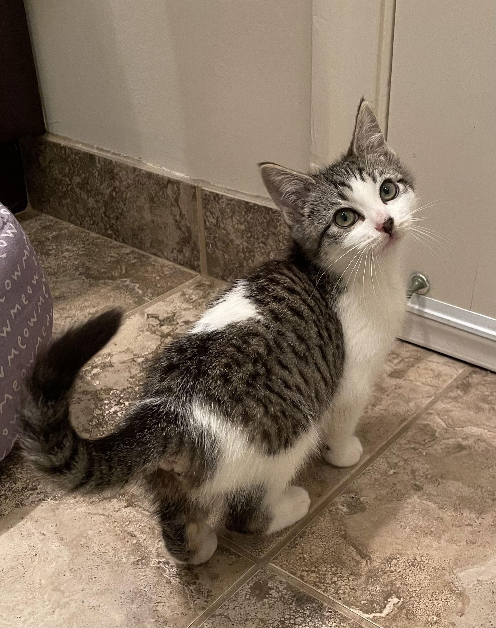 Enlarge Treasure, a Adopted Domestic Short Hair in Los Alamitos, CA image 3/3