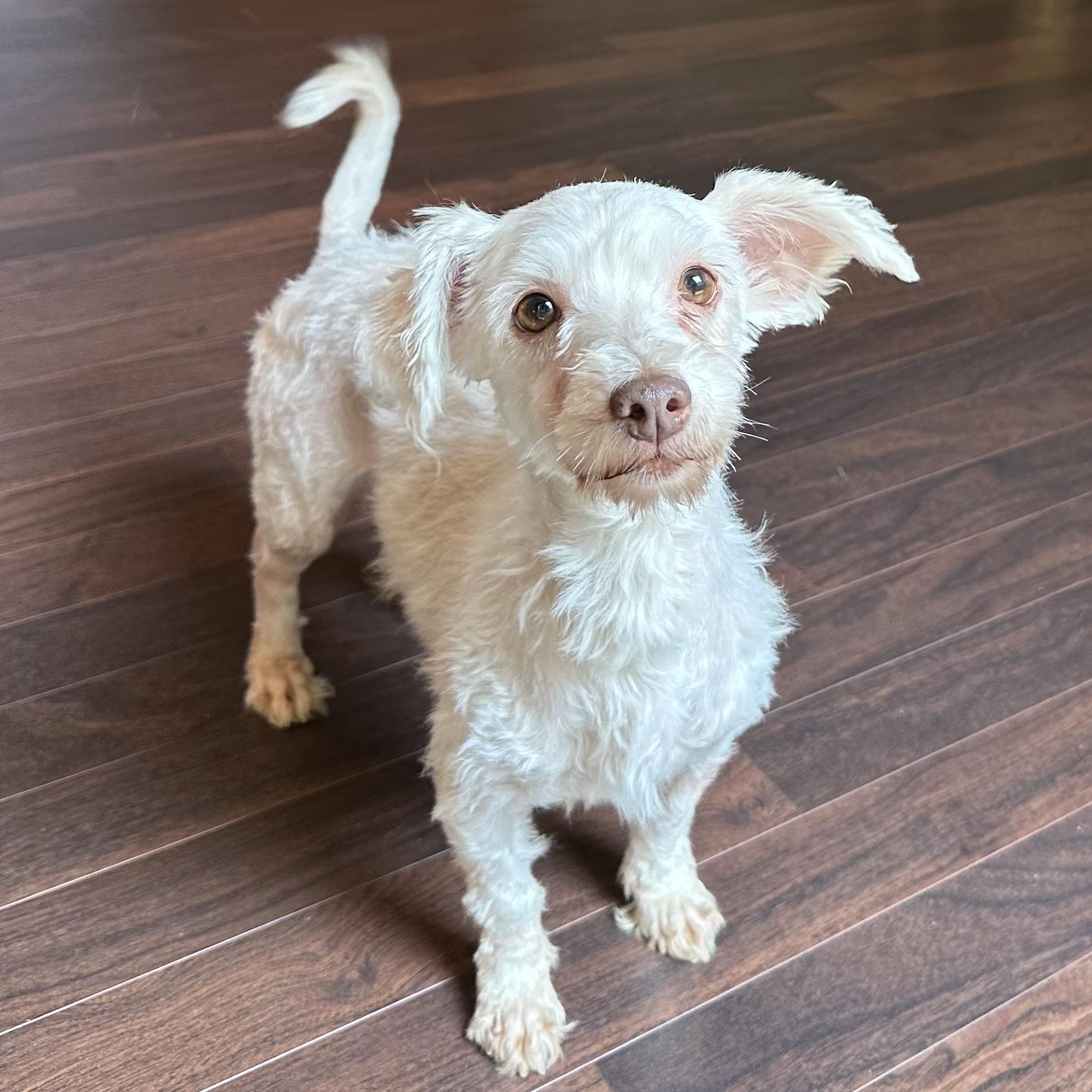 Petunia - Foster Home Needed