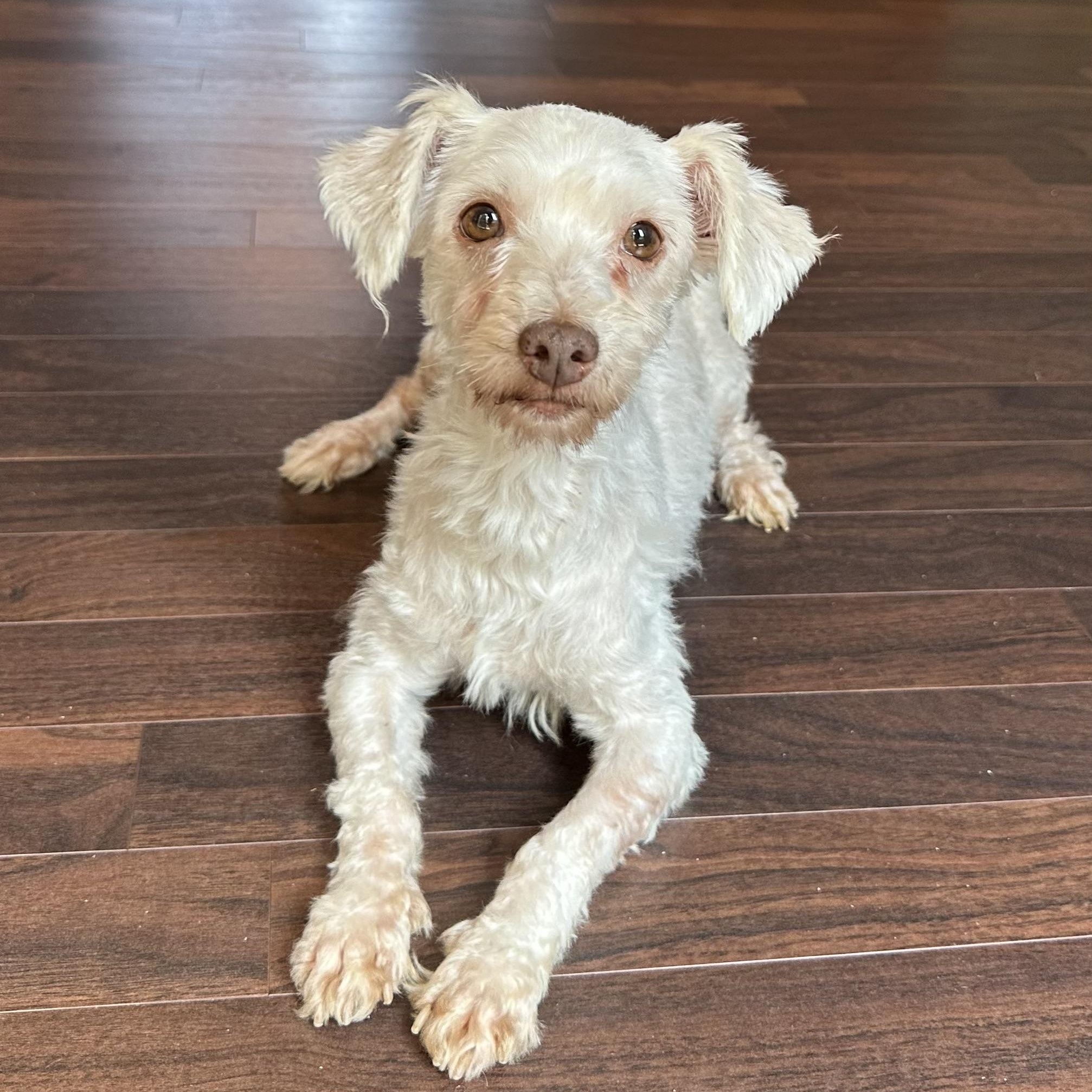 Petunia - Foster Home Needed