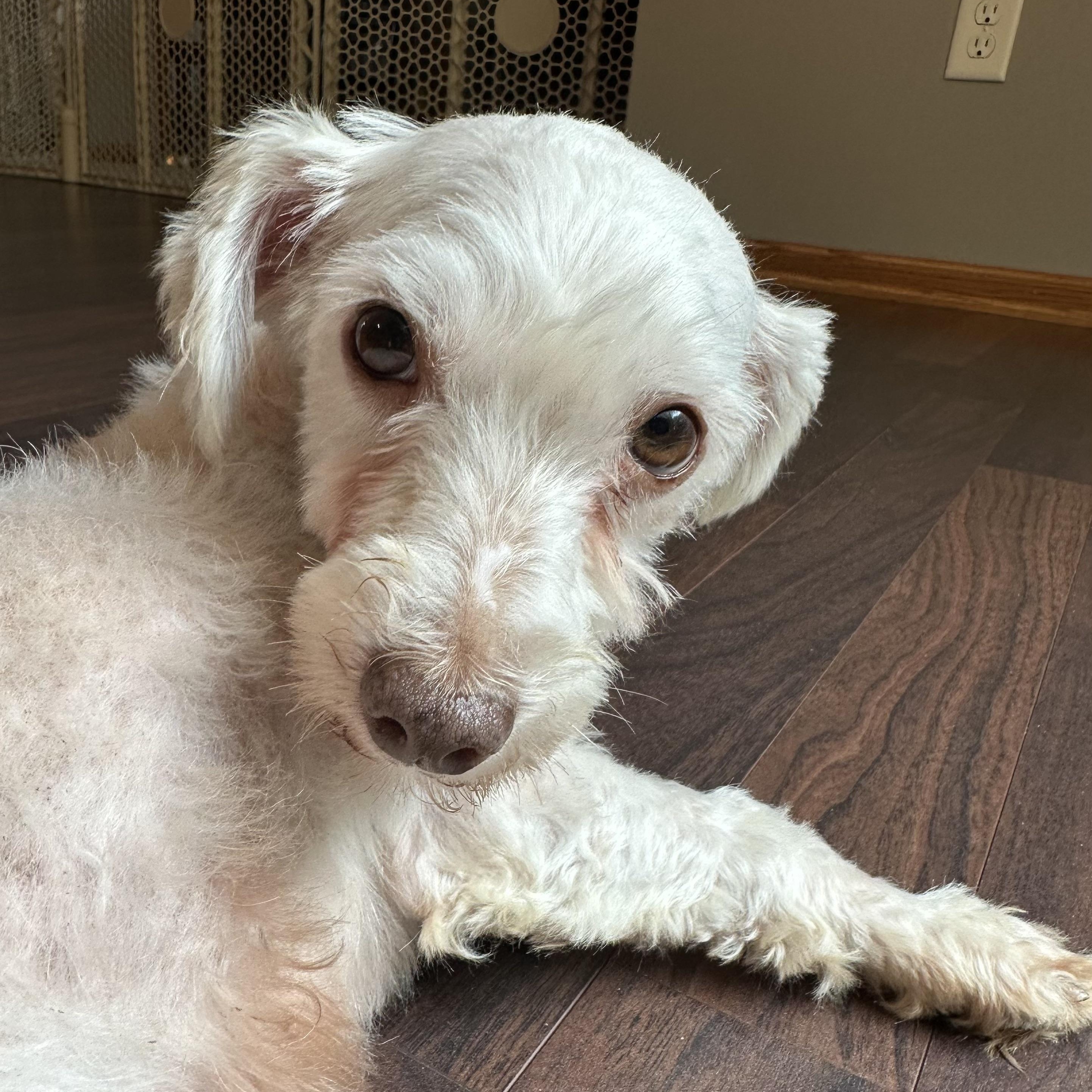 Petunia - Foster Home Needed