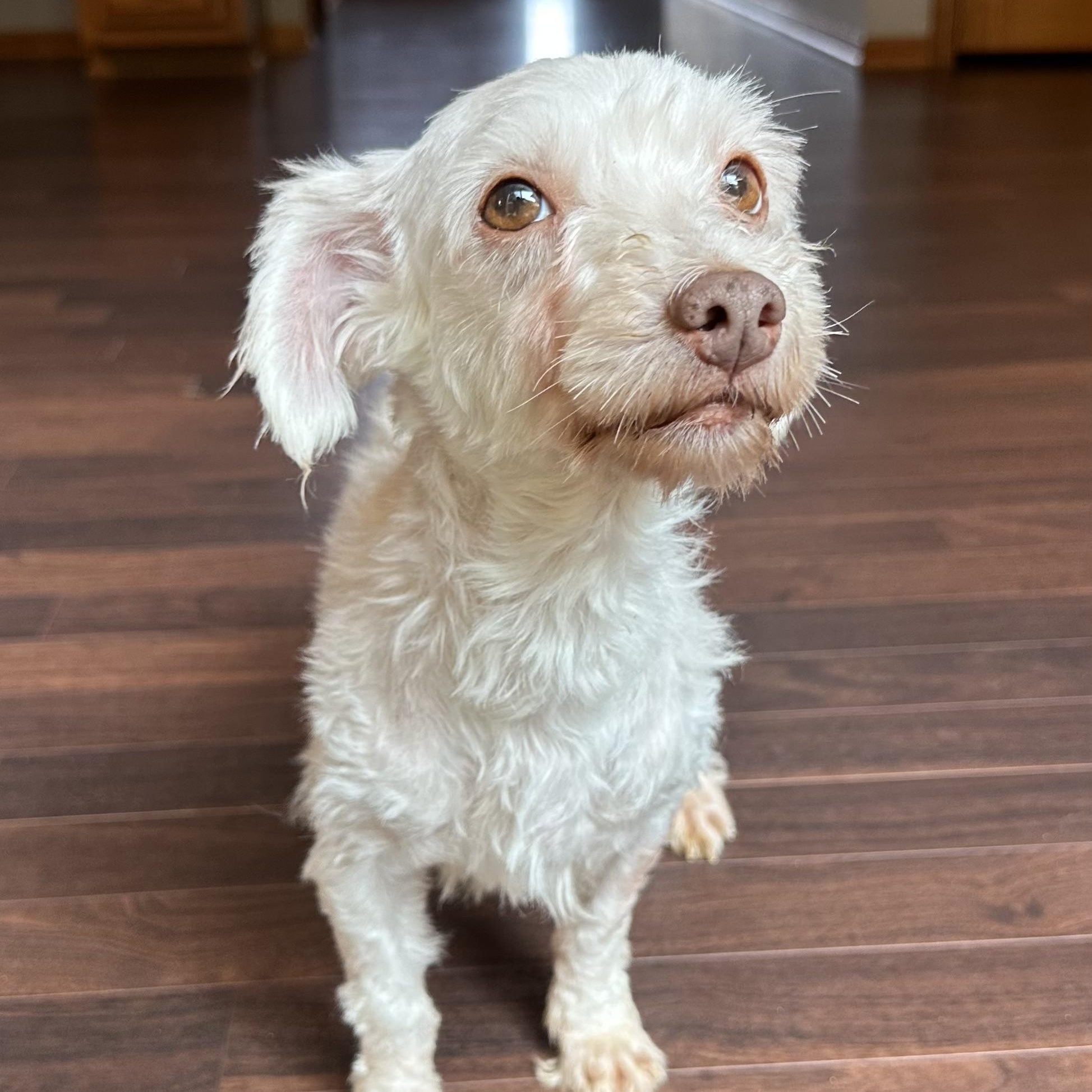 Petunia - Foster Home Needed