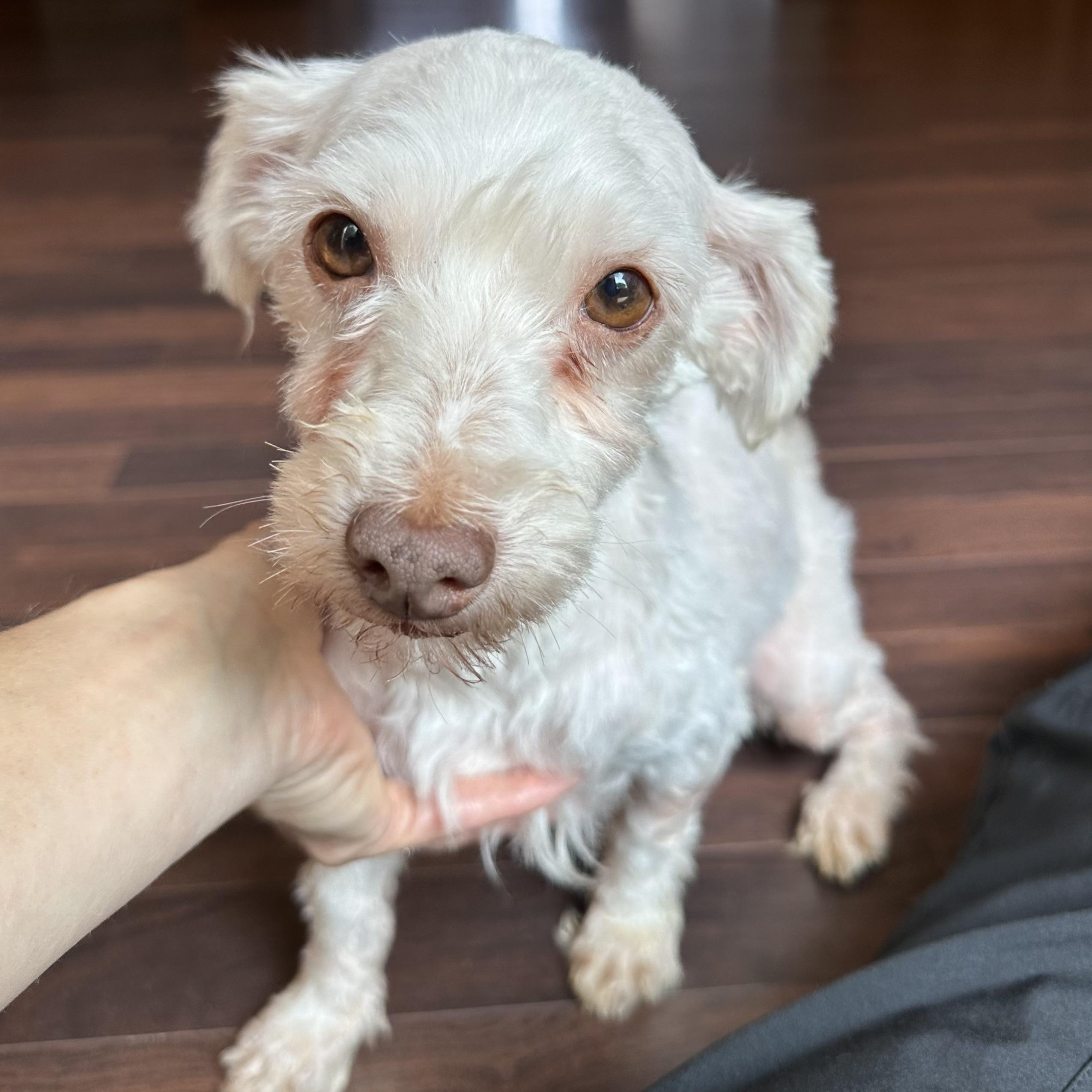 Petunia - Foster Home Needed