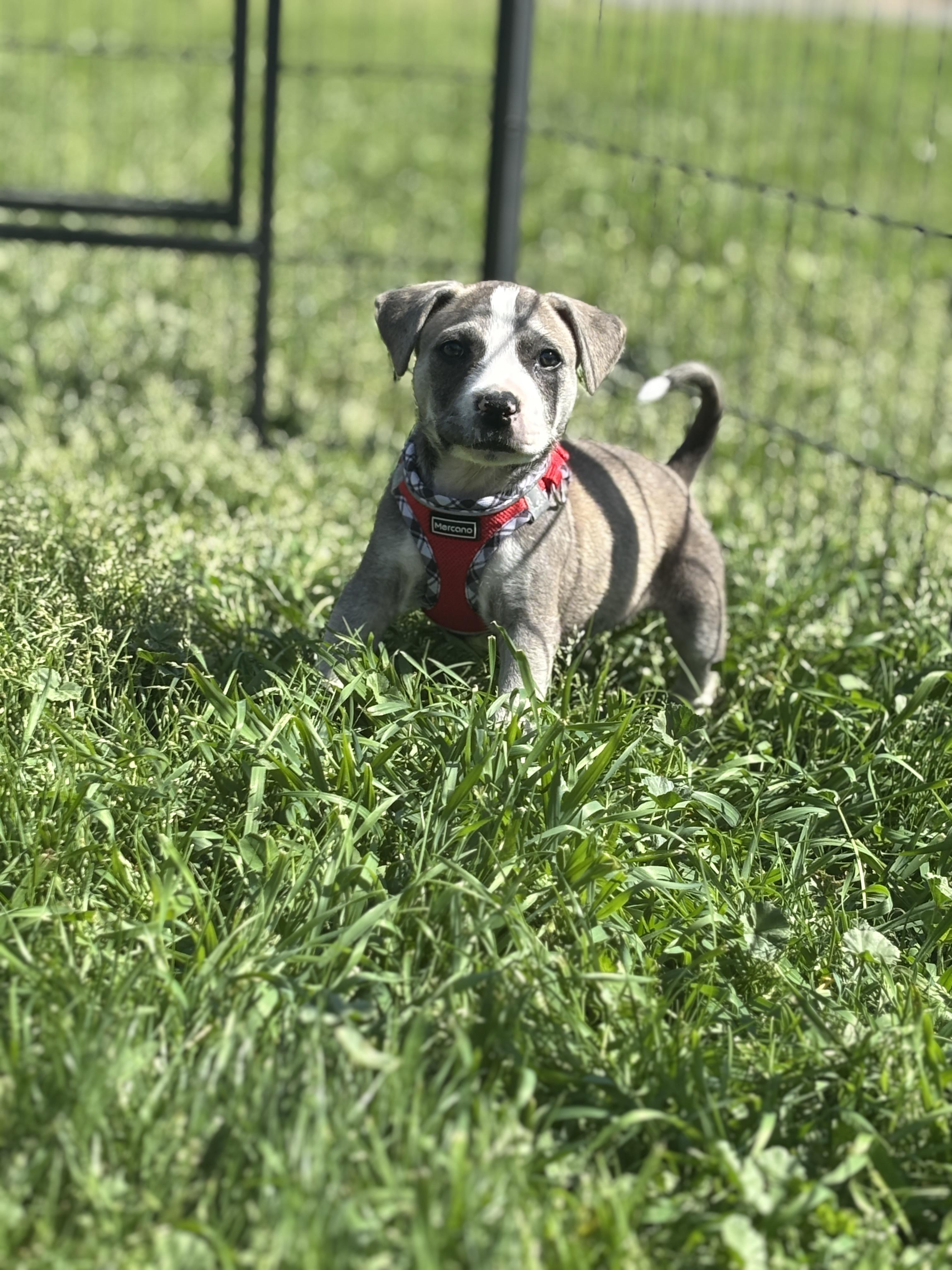 Enlarge Maisie, a ADOPTABLE mixed breed in Penryn, CA image 2/2