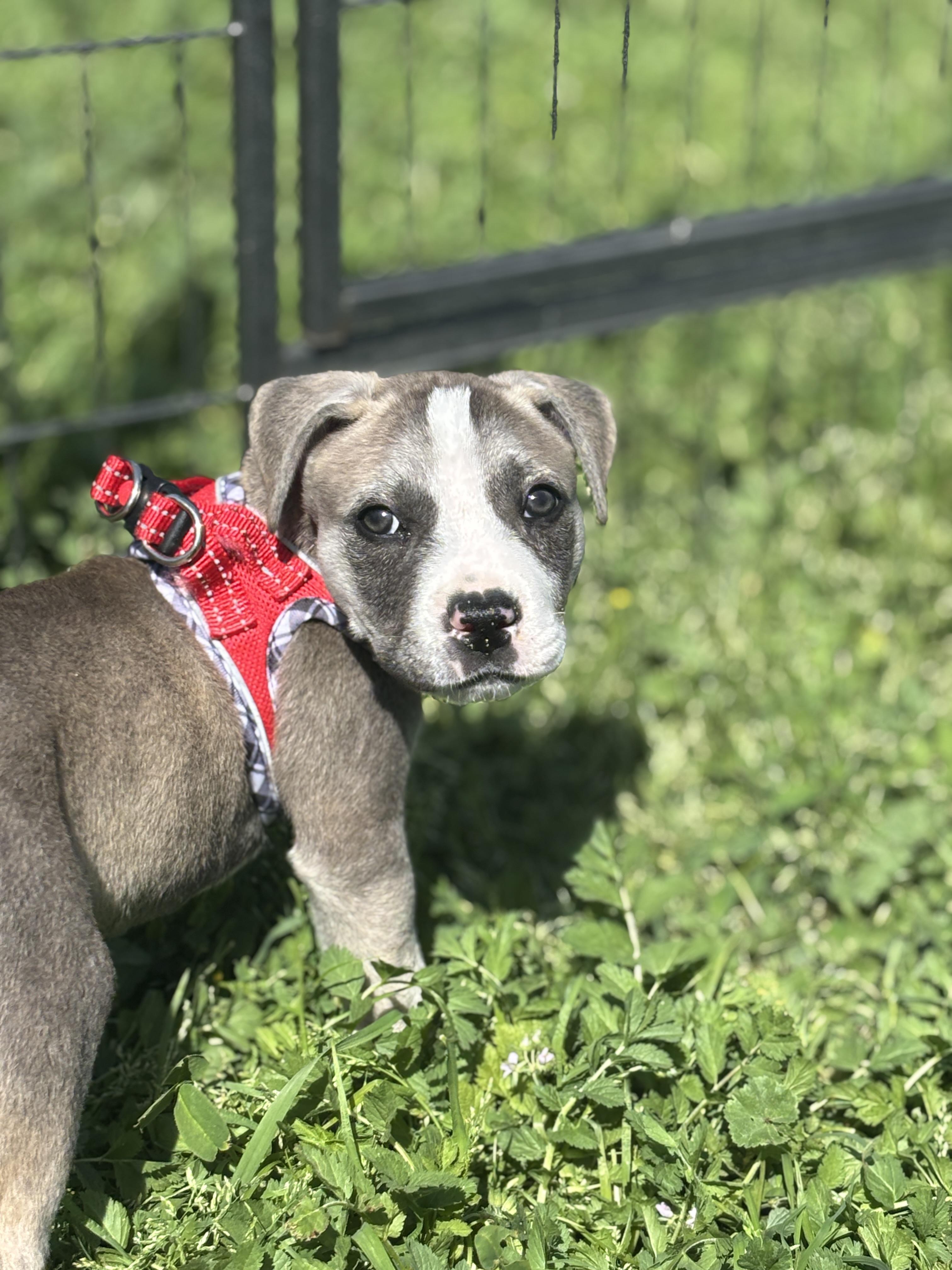 Enlarge Maisie, a ADOPTABLE mixed breed in Penryn, CA image 1/2
