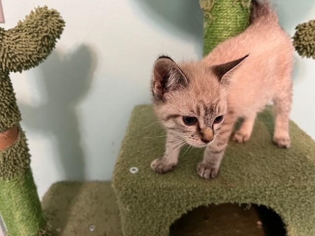 Enlarge Gains (Bonded to Ames - Russian Blue), a Adoptable mixed breed in Hanover , PA image 5/6