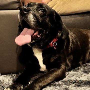 Turbo, Adoptable, Adult Male Black Labrador Retriever.
