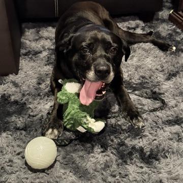 Enlarge Turbo, a Adoptable Black Labrador Retriever in Delaware, OH image 2/6