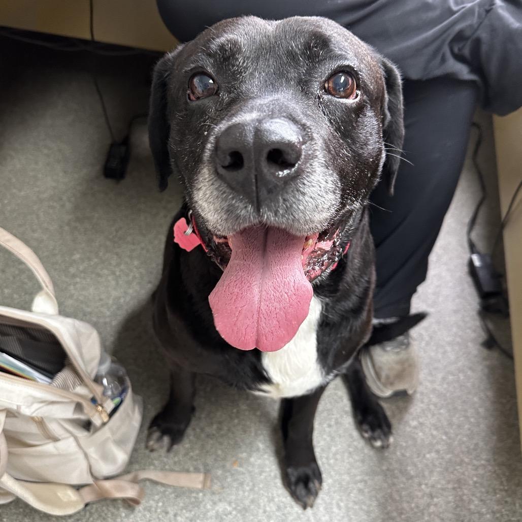 Enlarge Turbo, a Adoptable Black Labrador Retriever in Delaware, OH image 1/6