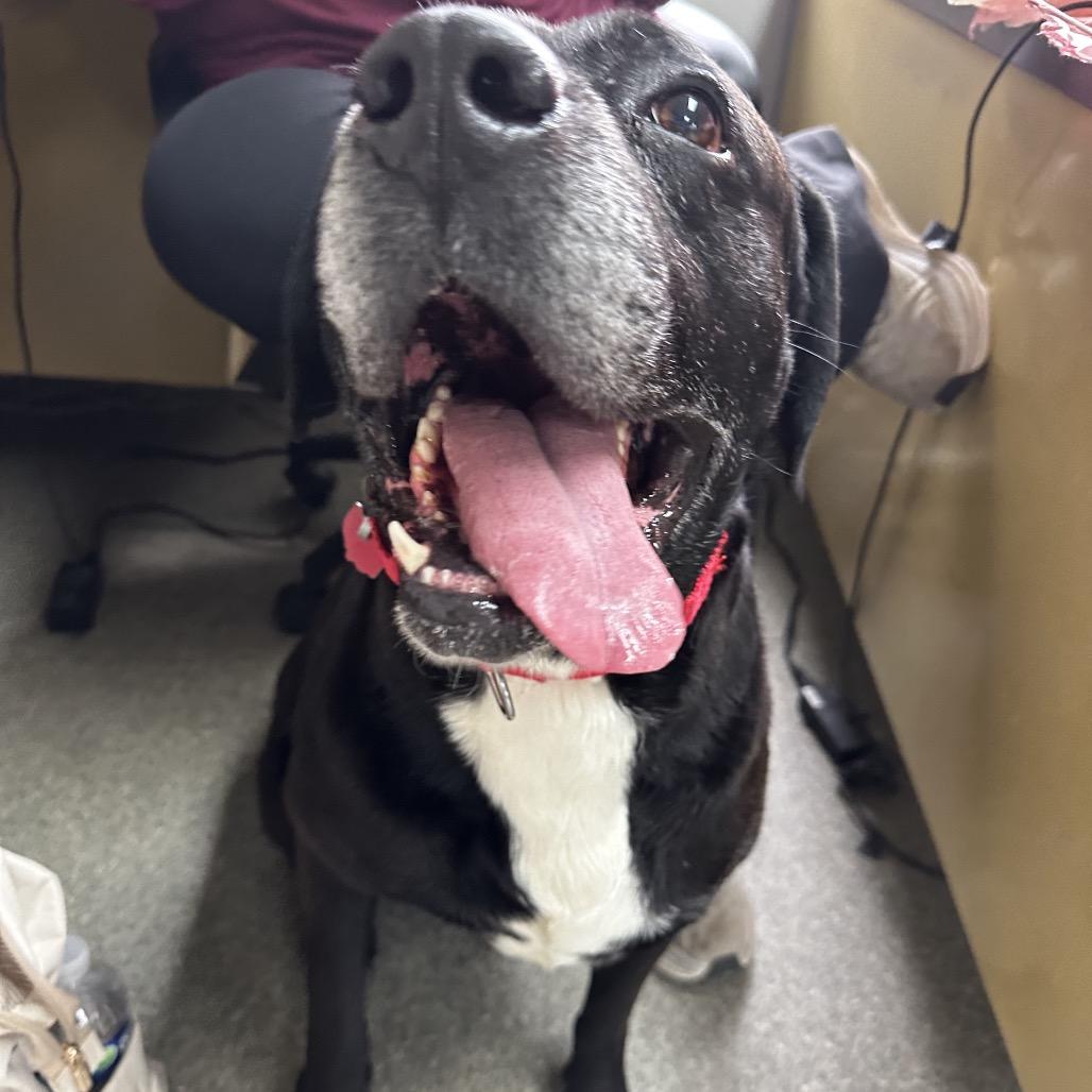 Enlarge Turbo, a Adoptable Black Labrador Retriever in Delaware, OH image 2/6