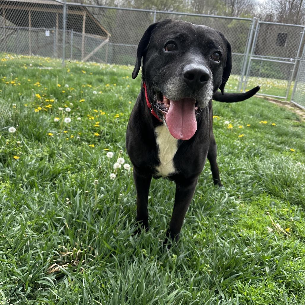 Enlarge Turbo, a Adoptable Black Labrador Retriever in Delaware, OH image 3/6