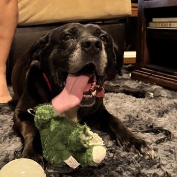 Enlarge Turbo, a Adoptable Black Labrador Retriever in Delaware, OH image 3/6