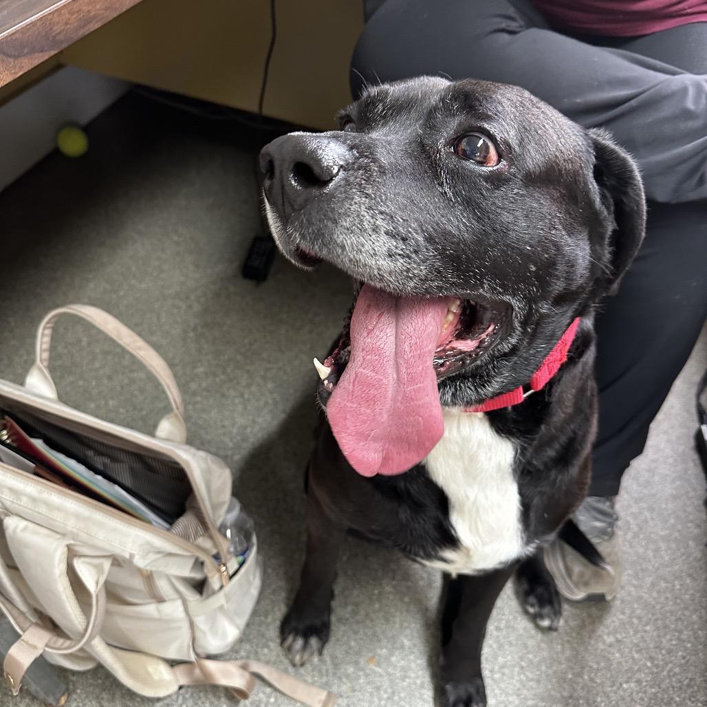 Enlarge Turbo, a Adoptable Black Labrador Retriever in Delaware, OH image 4/6