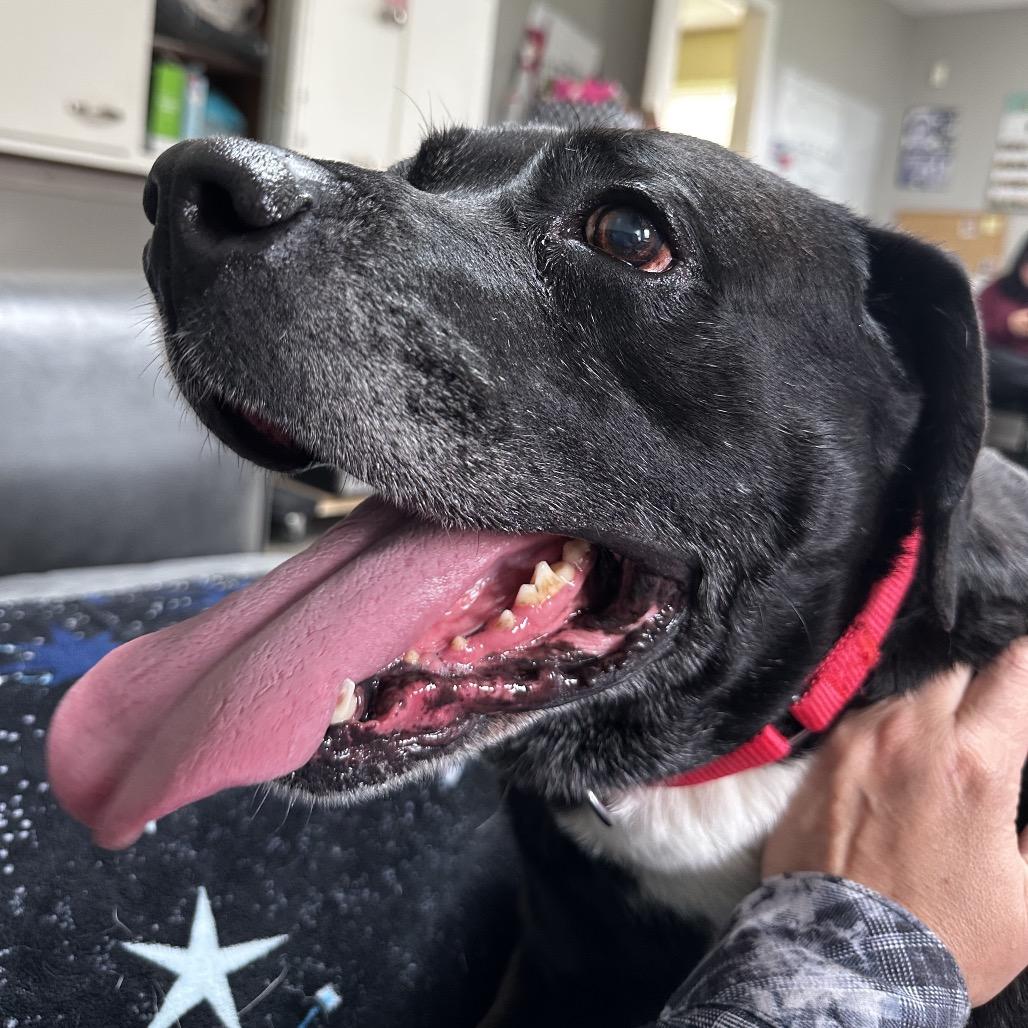 Enlarge Turbo, a Adoptable Black Labrador Retriever in Delaware, OH image 5/6