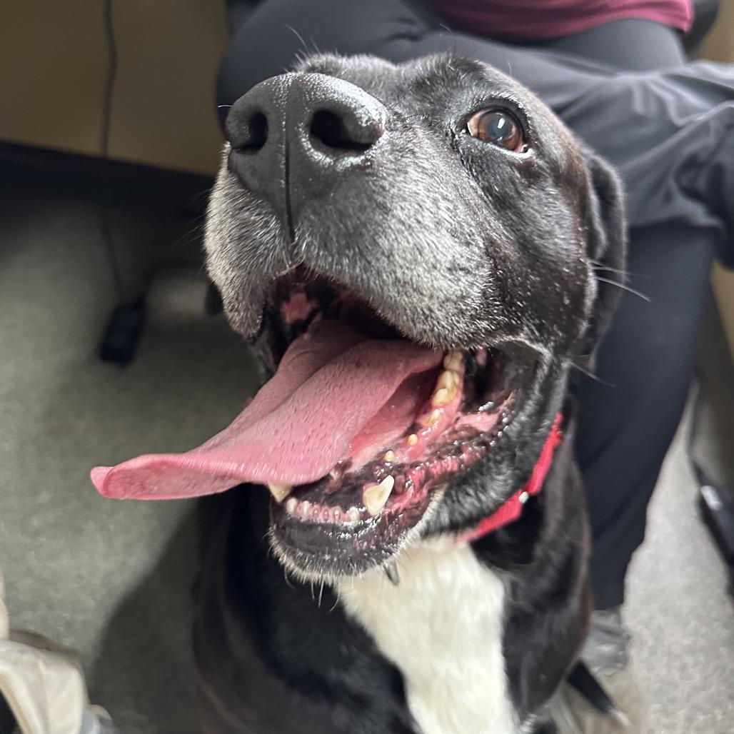 Enlarge Turbo, a Adoptable Black Labrador Retriever in Delaware, OH image 6/6