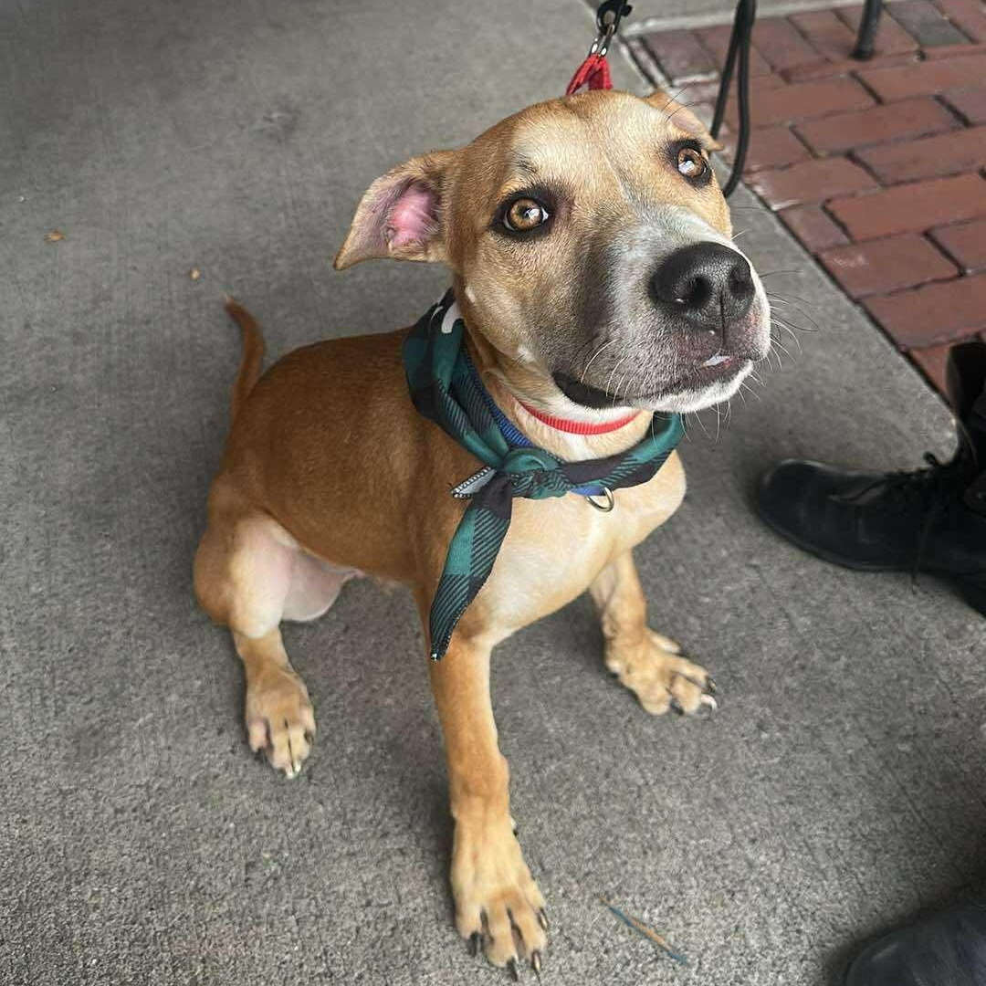 Enlarge Kane, a Adoptable mixed breed in Rochester, NY image 1/6