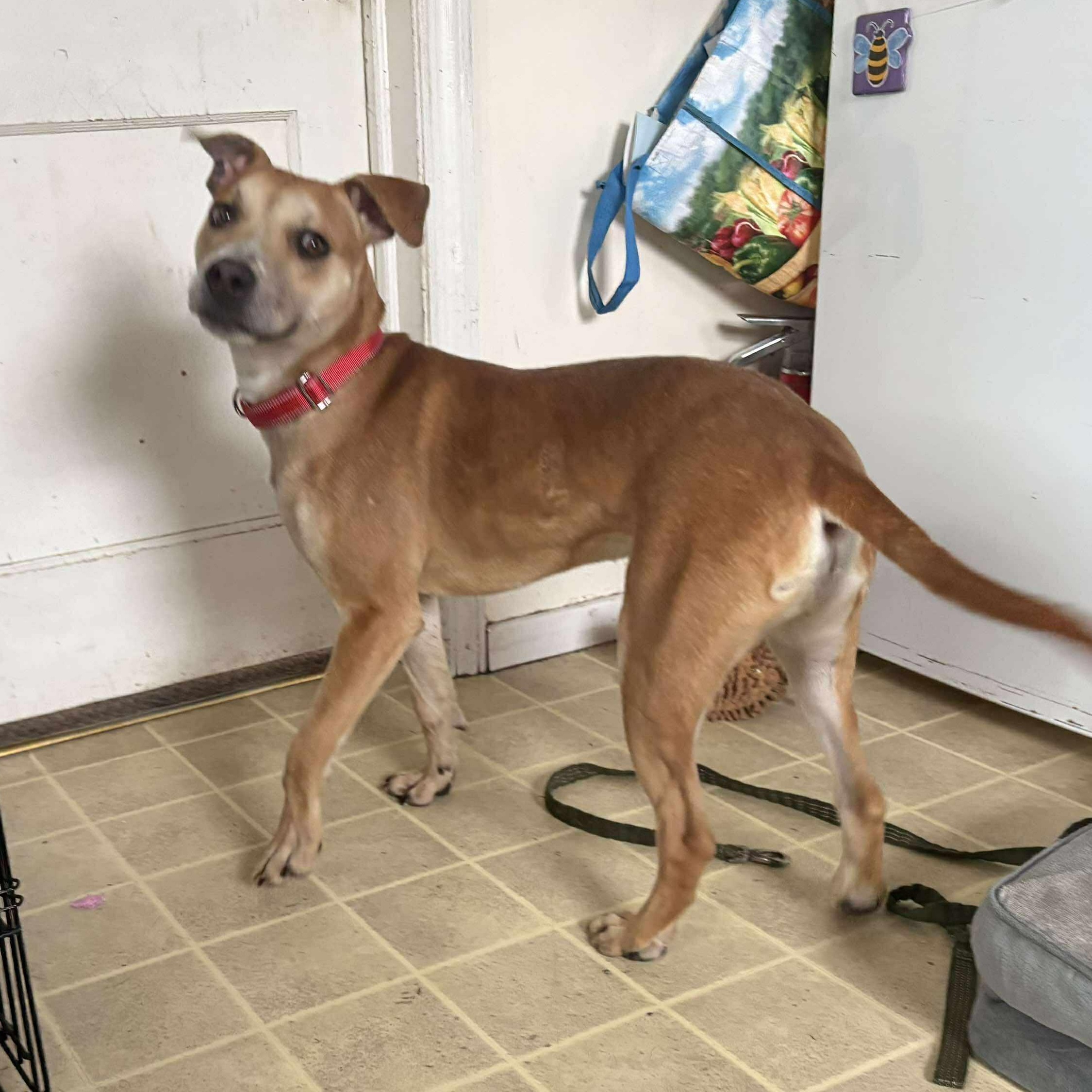 Enlarge Kane, a Adoptable mixed breed in Rochester, NY image 2/6