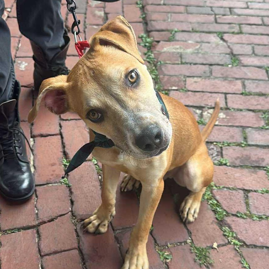 Enlarge Kane, a Adoptable mixed breed in Rochester, NY image 4/6